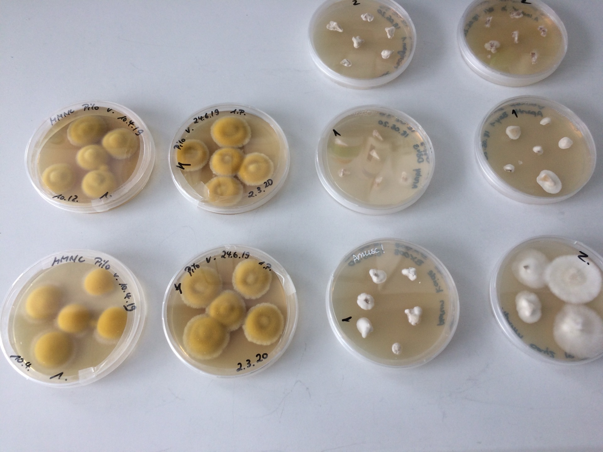 Boîtes de Petri en laboratoire de microbiologie